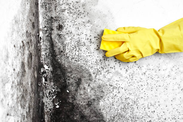 Best Kitchen Mold Remediation in Valley Mills, TX