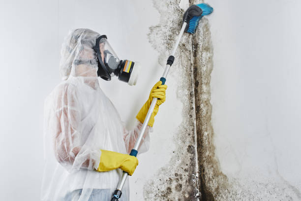 Best Mold Remediation for Specific Building Types in Valley Mills, TX