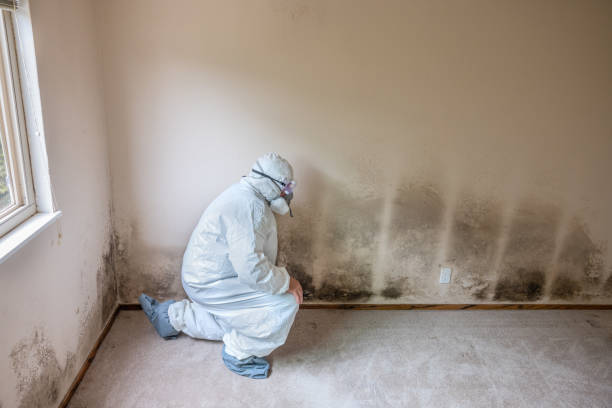 Best Residential Mold Remediation in Valley Mills, TX