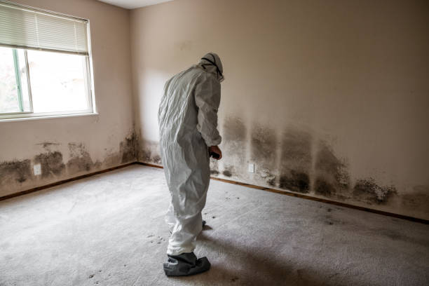 Best Attic Mold Remediation in Valley Mills, TX